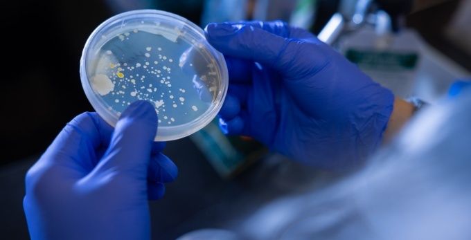 Blåklädda laboratoriehänder håller en petriskål med bakteriekolonier